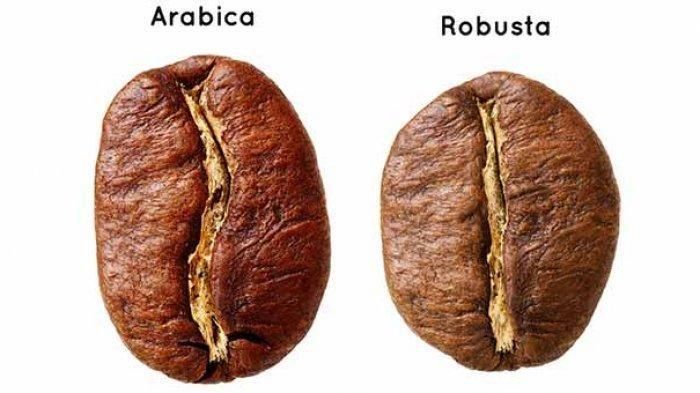 Arabika vs Robusta, Dua Raksasa Kopi Indonesia